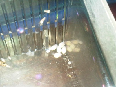 fry hatched 20-2-11