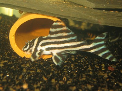 IMG_0504.JPG (156.24 KiB) Viewed 10449 times IMG_0504.JPG