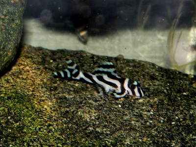 Zebra 28.12.2011- 001.jpg (154.91 KiB) Viewed 14054 times 1,5 month