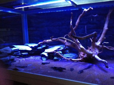306664_10151050988736911_1479610762_n.jpg (69.6 KiB) Viewed 17396 times latest setup