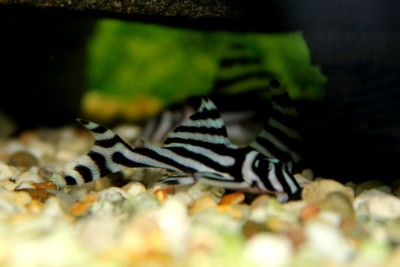 One of my Zebras