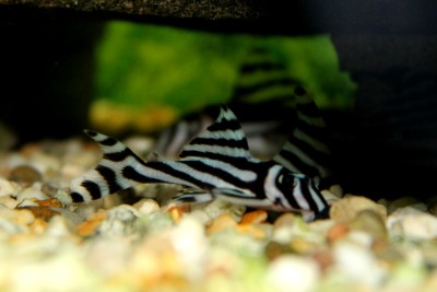 Hyp.zebra 07082012-3.jpg (153.89 KiB) Viewed 11236 times One of my Zebras