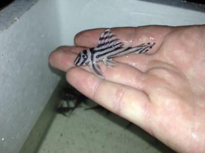 IMG_1707.JPG (1.77 MiB) Viewed 12454 times regular