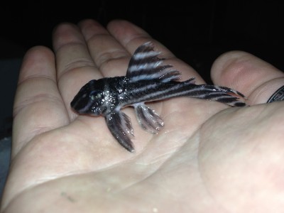 IMG_1701.JPG (1.47 MiB) Viewed 12489 times unusual