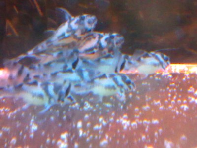 14092010338.jpg (355.29 KiB) Viewed 13360 times they look great