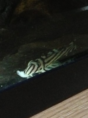 photo(37).JPG (754.72 KiB) Viewed 13237 times I kept a close eye on her ( im hoping its a female) while she munched on a piece of squid.