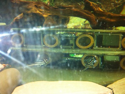 IMG_0597.JPG (1.72 MiB) Viewed 16401 times my alpha male in his cave to the right