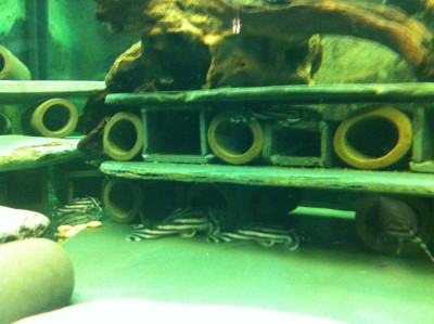 IMG_0600.JPG (1.9 MiB) Viewed 16401 times females waiting to get in