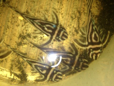 photo (4).JPG (1.88 MiB) Viewed 11890 times Right