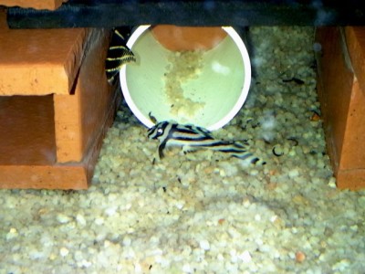 20130420_105758.jpg (54.78 KiB) Viewed 21294 times 4cm L46. Got it on 20 April 2013