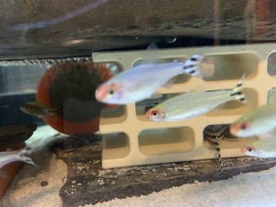 Runnynose Tetra Color