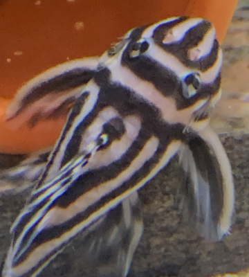 Gender of this fish?