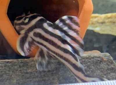 Gender of this fish?